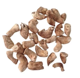HONGOS SHITAKE KG